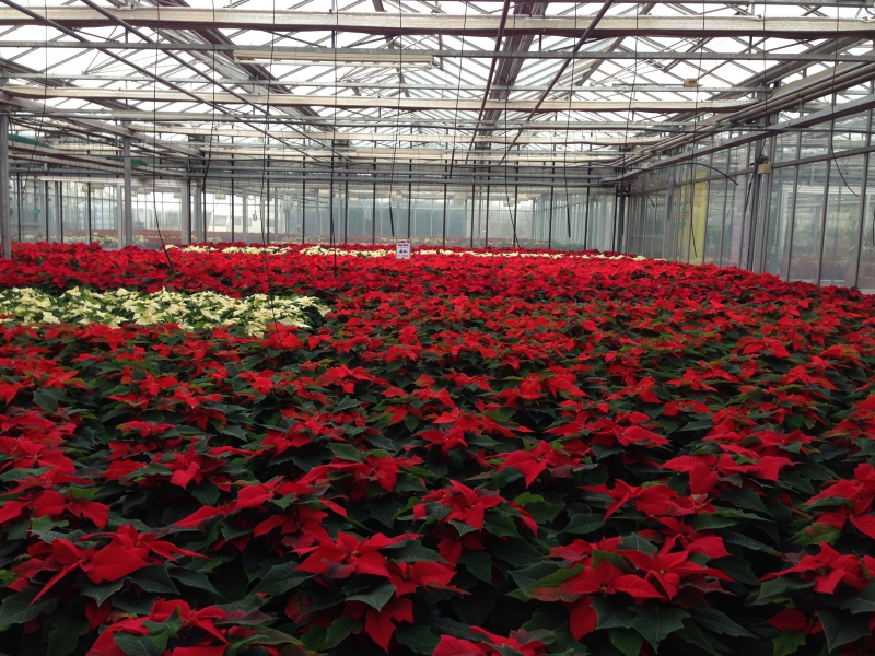 pepiniere-LE CANNET-min_poinsettia-210023